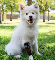 RadientWraps Near-Infra-Red Light Therapy Device